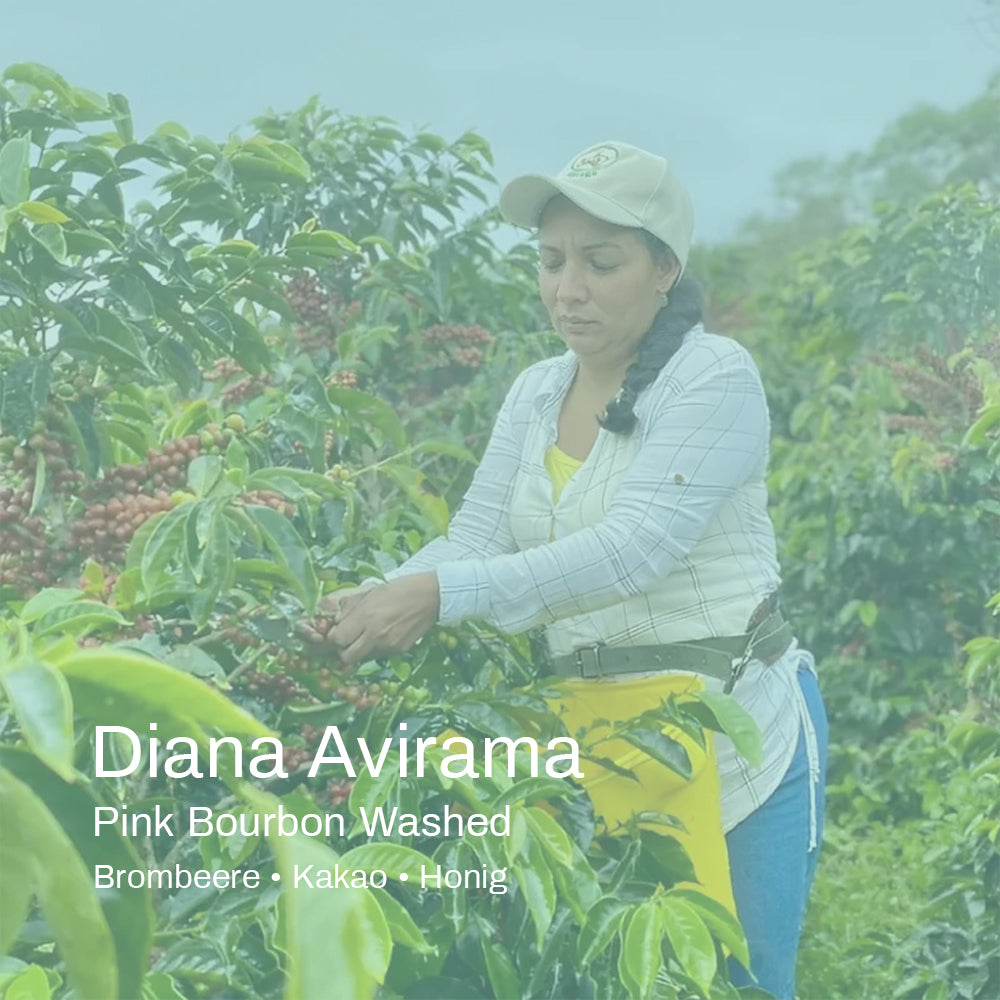 Kolumbien Diana Avirama Pink Bourbon Filter