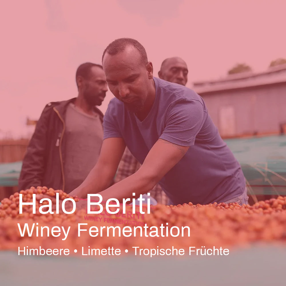 Ethiopia Halo Beriti Winey Fermentation